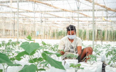 The Future of Farming in India as brought in by Gourmet Garden
