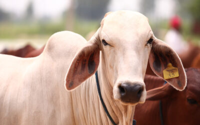 The Many Advantages of Indigenous Indian Cows